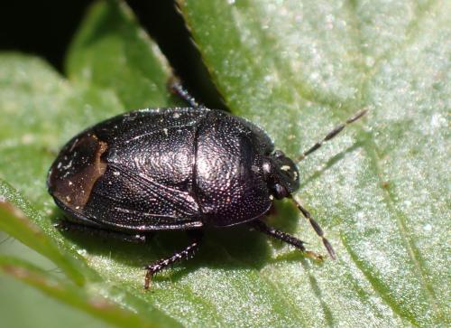 Sehirus luctuosus